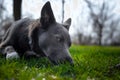 Gray dog with white spots on the green grass Royalty Free Stock Photo