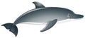 Gray dolphin on white background