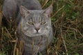 Gray domestic cat in the field in summer