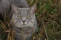 Gray domestic cat in the field in summer