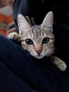 Gray domestic cat with good eyes.