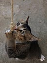 gray domestic cat hanging on a rope