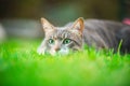 A gray domestic cat hunts in the grass