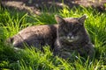 Gray domestic cat sleeping in the grass. Cat is basking in the sun Royalty Free Stock Photo
