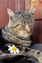 A gray domestic cat slumbers on the porch next to a chamomile flower. Royalty Free Stock Photo