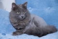 Gray domestic cat on a soft armchair. Cat with a haircut