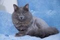 Gray domestic cat on a soft armchair. Cat with a haircut