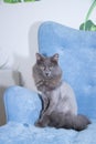 Gray domestic cat on a soft armchair. Cat with a haircut