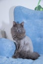 Gray domestic cat on a soft armchair. Cat with a haircut