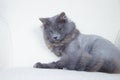 Gray domestic cat on a soft armchair. Cat with a haircut