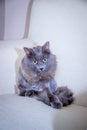 Gray domestic cat on a soft armchair. Cat with a haircut