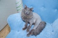 Gray domestic cat on a soft armchair. Cat with a haircut