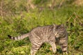 Gray domestic cat walks through the grass and lurks. Unpitched wild male cat