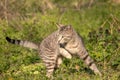 Gray domestic cat walks through the grass and lurks. Unpitched wild male cat