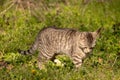 Gray domestic cat walks through the grass and lurks. Unpitched wild male cat