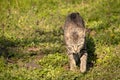 Gray domestic cat walks through the grass and lurks. Unpitched wild male cat