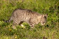 Gray domestic cat walks through the grass and lurks. Unpitched wild male cat