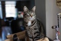 gray domestic european shorthair tabby cat with black stripes on a scratching post