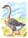 Gray domestic goose on the lawn, watercolor illustration