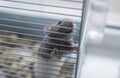 Gray domestic rat in a cage.