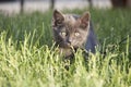 Gray Domestic Short Hair Kitten Sitting in Grass Looking at Camera Royalty Free Stock Photo