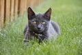 Gray Domestic Short Hair Kitten Sitting in Grass Looking at Camera Royalty Free Stock Photo