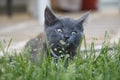 Gray Domestic Short Hair Kitten Sitting in Grass Smelling Flower Royalty Free Stock Photo