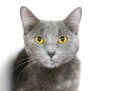 A gray domestic shorthair cat with bright yellow eyes