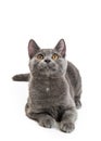 Gray Domestic Shorthair Cat Lying Looking Up