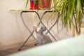 Gray domestic sphinx cat in the bedroom. Sphynx cat walks in the apartment, sniffs indoor flowers