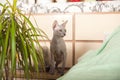 Gray domestic sphinx cat in the bedroom. Sphynx cat walks in the apartment, sniffs indoor flowers