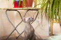 Gray domestic sphinx cat in the bedroom. Sphynx cat walks in the apartment, sniffs indoor flowers