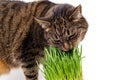 Gray domestic tabby cat eating fresh green oats sprouts close-up on white background with selective focus and blur Royalty Free Stock Photo