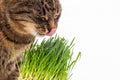 Gray domestic tabby cat eating fresh green oats sprouts close-up on white background with selective focus and blur Royalty Free Stock Photo