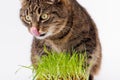 gray domestic tabby cat eating fresh green oats sprouts close-up on white background with selective focus and blur Royalty Free Stock Photo