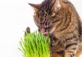 Gray domestic tabby cat eating fresh green oats sprouts close-up on white background with selective focus and blur Royalty Free Stock Photo