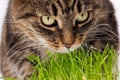 gray domestic tabby cat eating fresh green oats sprouts close-up on white background with selective focus and blur Royalty Free Stock Photo