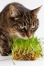 gray domestic tabby cat eating fresh green oats sprouts close-up on white background with selective focus and blur Royalty Free Stock Photo