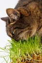 gray domestic tabby cat eating fresh green oats sprouts close-up on white background with selective focus and blur Royalty Free Stock Photo