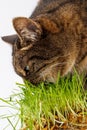 Gray domestic tabby cat eating fresh green oats sprouts close-up on white background with selective focus and blur Royalty Free Stock Photo