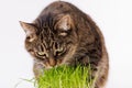 gray domestic tabby cat eating fresh green oats sprouts close-up on white background with selective focus and blur Royalty Free Stock Photo