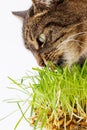 gray domestic tabby cat eating fresh green oats sprouts close-up on white background with selective focus and blur Royalty Free Stock Photo