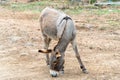 A gray donkey bends its snout to feed on corn in a farm yard Royalty Free Stock Photo