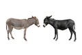 Gray donkey and black donkey isolated on white background Royalty Free Stock Photo