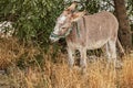 A gray donkey from a farm grazes at the edge of the forest Royalty Free Stock Photo