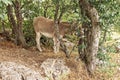A gray donkey from a farm grazes at the edge of the forest Royalty Free Stock Photo