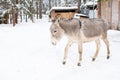 A gray donkey on a farm in winter. side view Royalty Free Stock Photo