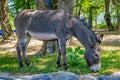 Gray donkey grazing on the meadow in a forest Royalty Free Stock Photo