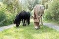 A gray donkey and a miniature pony Royalty Free Stock Photo