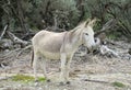Gray donkey with saddle